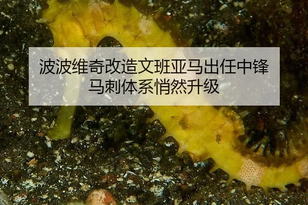 波波维奇改造文班亚马出任中锋 马刺体系悄然升级